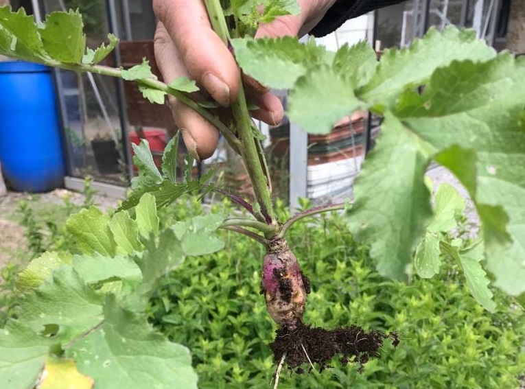 Projet de potager à la Résidence CHC Banneux Fawes