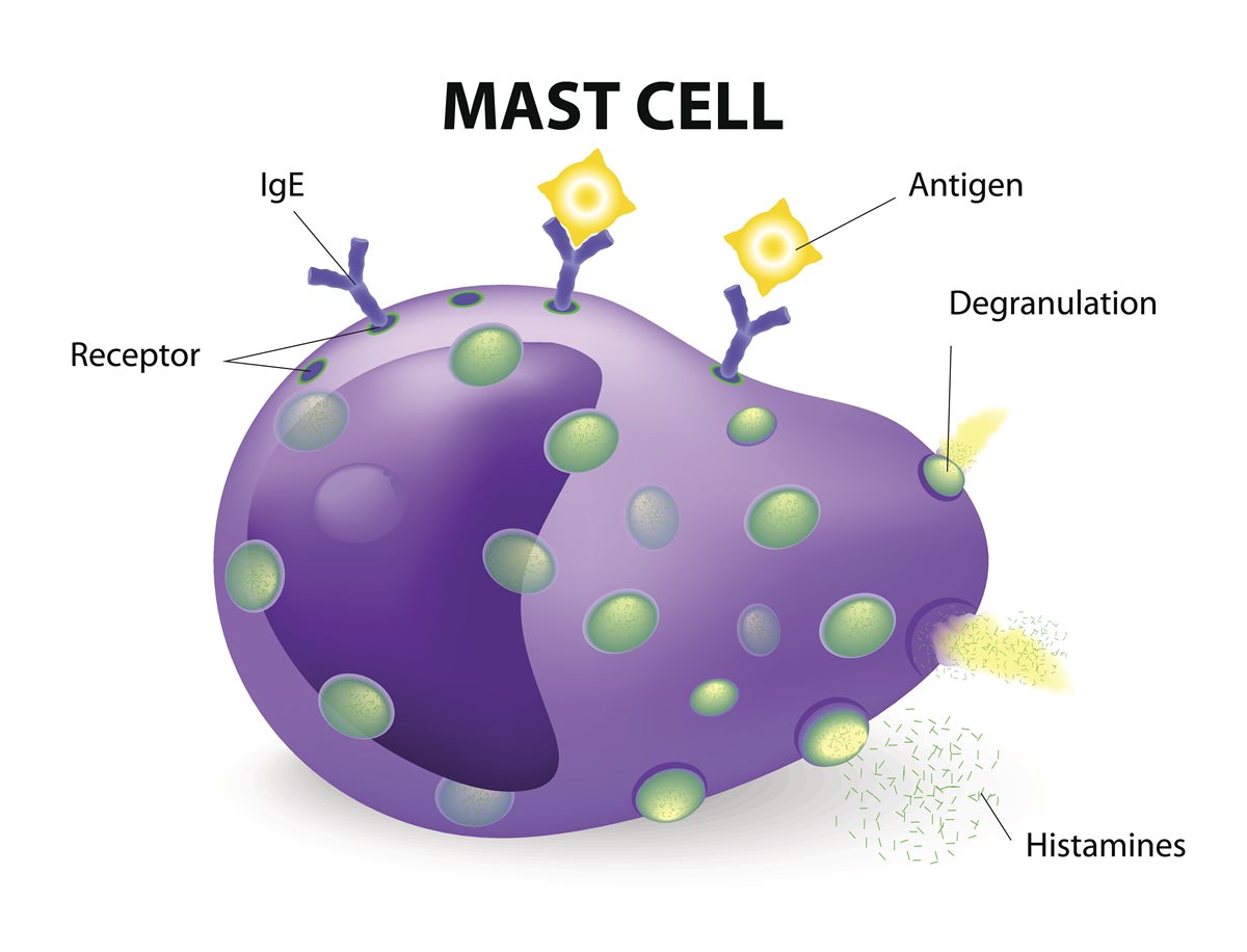 Prise en charge des pathologies liées aux mastocytes au CPA