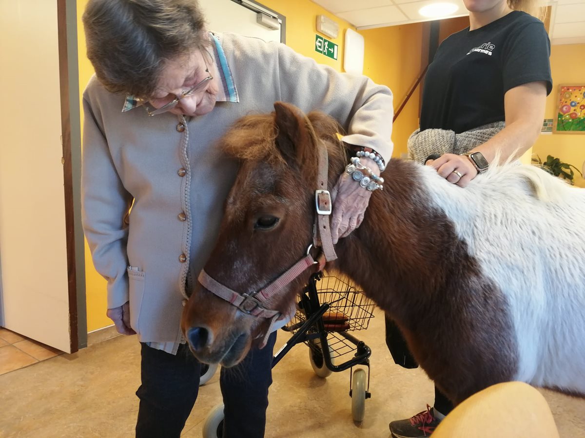 Un poney en visite à Membach
